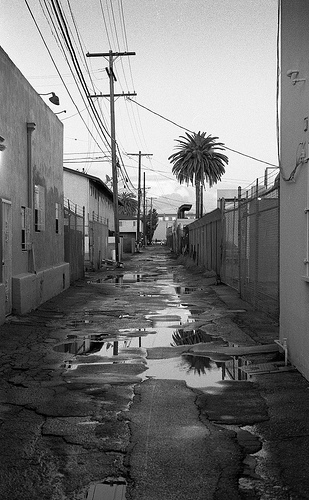 Palms « Los Angeles Alleys